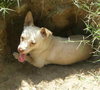 Cream the SoCo Chihuahua Dachshund