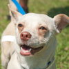 Cream the SoCo Chihuahua Dachshund