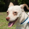 Cream the SoCo Chihuahua Dachshund