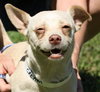 Cream the SoCo Chihuahua Dachshund