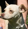 Cream the SoCo Chihuahua Dachshund