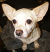 Butter the SoCo Chihuahua
