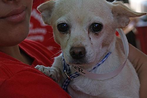 Butter the SoCo Chihuahua
