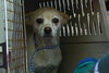 Butter the SoCo Chihuahua