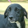 Chauncey the SoCo Little Lab