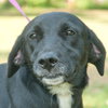 Chauncey the SoCo Little Lab