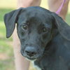 Chauncey the SoCo Little Lab