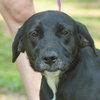 Chauncey the SoCo Little Lab