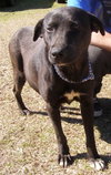 Chauncey the SoCo Little Lab