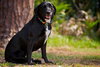 Chauncey the SoCo Little Lab
