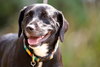 Chauncey the SoCo Little Lab