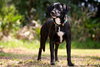 Chauncey the SoCo Little Lab