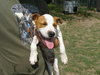 Pippen the SoCo Fire American Bulldog Puppy