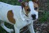 Pippen the SoCo Fire American Bulldog Puppy