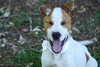 Pippen the SoCo Fire American Bulldog Puppy
