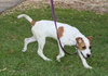 Pippen the SoCo Fire American Bulldog Puppy