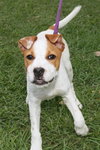 Pippen the SoCo Fire American Bulldog Puppy