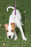 Pippen the SoCo Fire American Bulldog Puppy