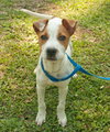 Pippen the SoCo Fire American Bulldog Puppy