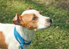 Pippen the SoCo Fire American Bulldog Puppy