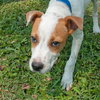 Pippen the SoCo Fire American Bulldog Puppy