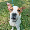 Pippen the SoCo Fire American Bulldog Puppy