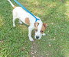 Pippen the SoCo Fire American Bulldog Puppy