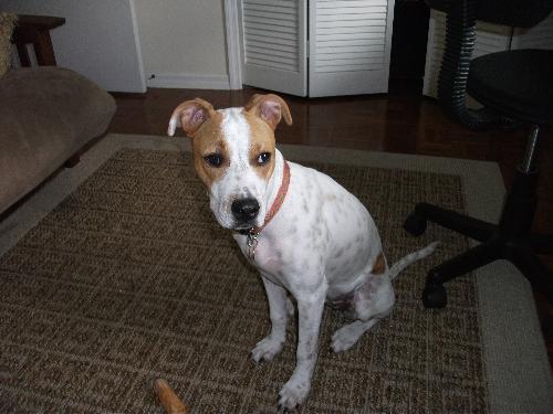 Pippen the SoCo Fire American Bulldog Puppy