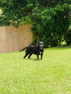 Reba the SoCo Fire Lab