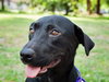 Reba the SoCo Fire Lab