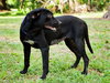 Reba the SoCo Fire Lab
