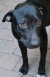 Reba the SoCo Fire Lab