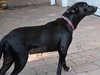 Reba the SoCo Fire Lab