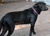 Reba the SoCo Fire Lab