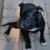 Reba the SoCo Fire Lab