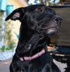 Reba the SoCo Fire Lab