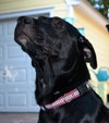 Reba the SoCo Fire Lab
