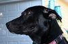Reba the SoCo Fire Lab