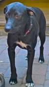 Reba the SoCo Fire Lab