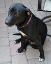 Reba the SoCo Fire Lab