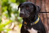 Reba the SoCo Fire Lab