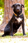 Reba the SoCo Fire Lab