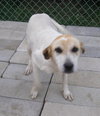 Rose the SoCo Lab Hound