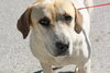 Rose the SoCo Lab Hound