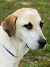 Rose the SoCo Lab Hound