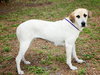 Rose the SoCo Lab Hound