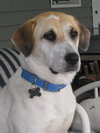 Rose the SoCo Lab Hound