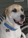 Rose the SoCo Lab Hound