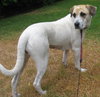 Rose the SoCo Lab Hound