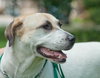 Rose the SoCo Lab Hound
